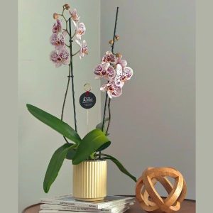 Orquídeas para Enamorar